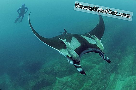 Rays Do Not Stray: Giant Mantas Stick Dicht Bij Huis