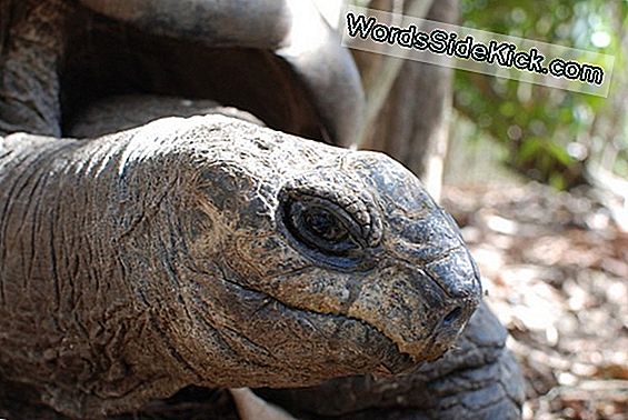 Alien Giant Tortoise Helpt Het Ecosysteem Te Herstellen