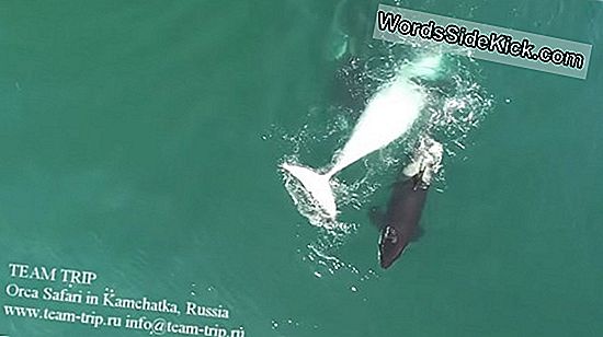 Blood In The Water: Drone Video Films Whale-Hunting Orcas