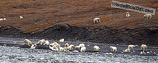 Picnic Time! 230 Polar Bears Feest Op Het Karkas Van De Walvis