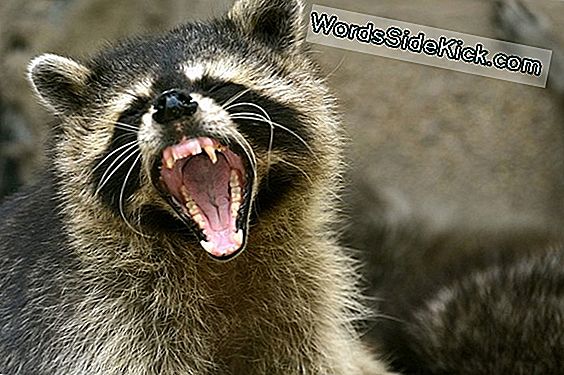 Teeth-Baring 'Zombie' Raccoons Scaring Residents Of Ohio Town