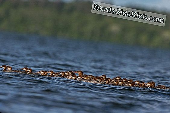 Les Oiseaux Peuvent Voir Les Champs Magnétiques De La Terre