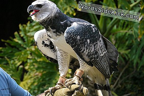 En Images: Amazing Harpy Eagle Chick