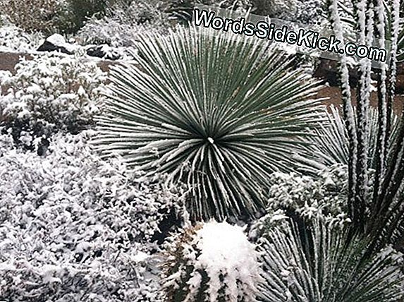 Snow Carpets Arizona'S Desert Cities