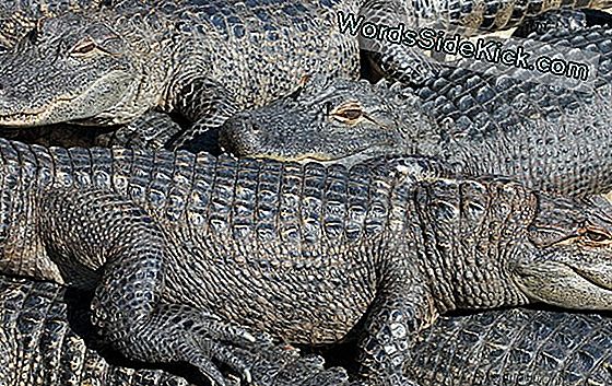 Flooding Kan 350 Gators In Texas Sanctuary Gratis Maken