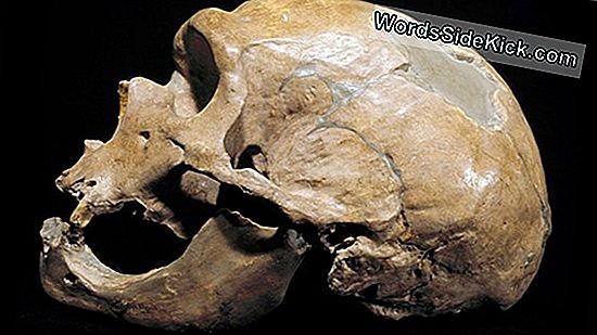 Strange Old Skull: Human Or Not?