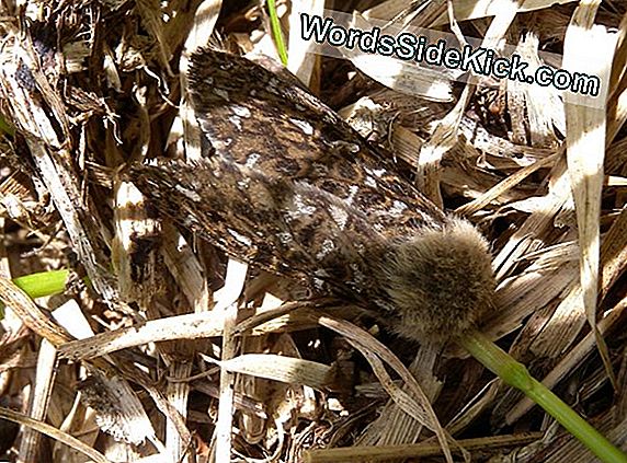 Somiglianza Nascosta Trovata Tra Pipistrelli E Delfini