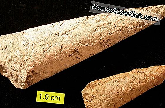 Un Animale Di 500 Milioni Di Anni Fa Sembrava Un Tulipano