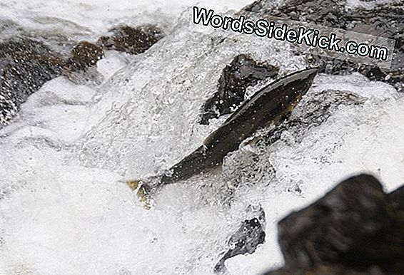 Young Salmon Born Knowing Migration Route