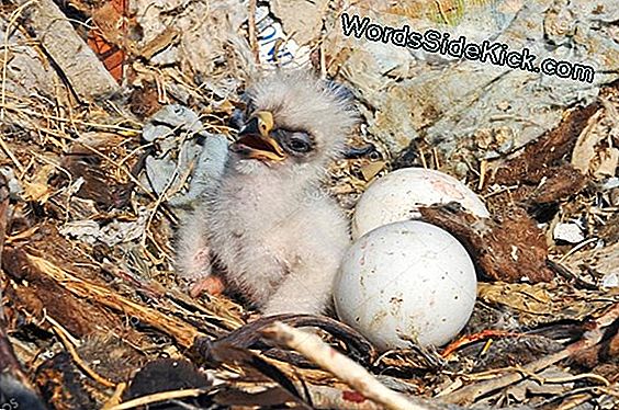 Rare Harpy Eagle Chick Captured in New Pics