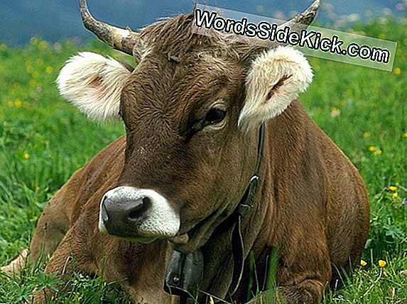 Ranching Sostenibile: Dove Mucche E Capybara Vagano (Op-Ed)