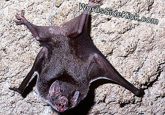 Yikes! Vampire Bats Kunnen Ook Rennen