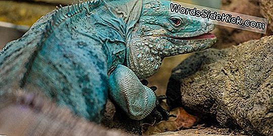 Grand Cayman Blue Iguana Kruipt Terug Van Uitsterven