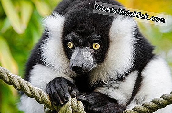 Lemur In Via Di Estinzione Il Neonato È Così Brutto È Carino