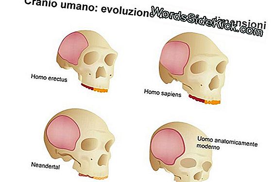 Come Funziona La Morte Cerebrale 2021 Pianeta Terra