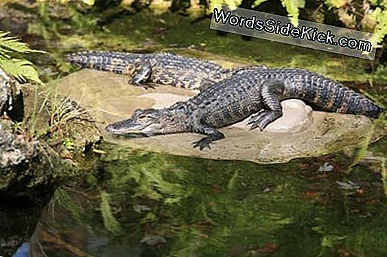 Alligators Verrassend Monogamous, Study Finds