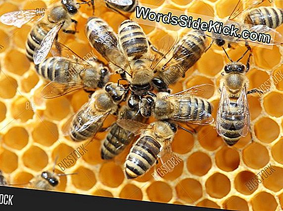 Dansende Bijen Spreken In Code