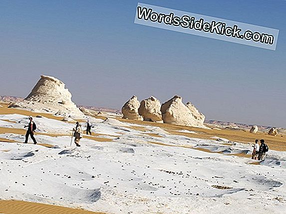 Reuzedinosaurusfossiel In De Sahara-Woestijn