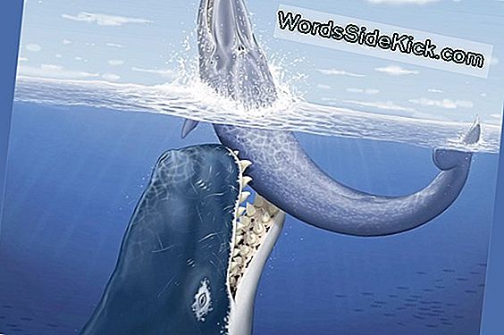 Gigantische Prehistorische Walvis Jaagde Andere Walvissen