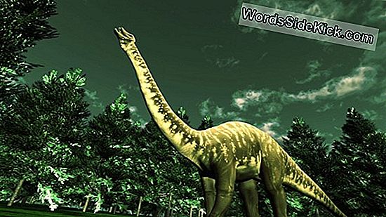 Hoe Dinosaurussen Zo Groot Zijn Geworden