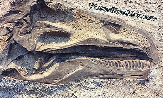 Enorme Tand Van De Dinosaurus Gevonden In Spanje