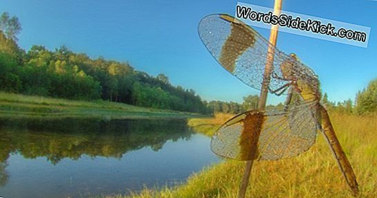 Insecten Houden Adem Voor Dagen, Omdat Lucht Hen Kan Doden