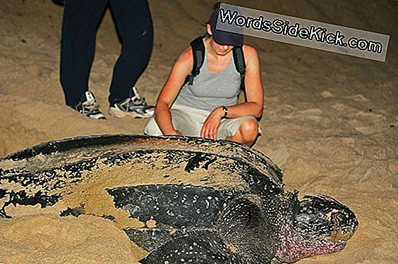 De Grootste Populatie Van Leatherback-Zeeschildpadden Gevonden