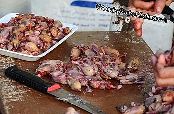 Muizen Gevangen Eten Van Vogels Levend