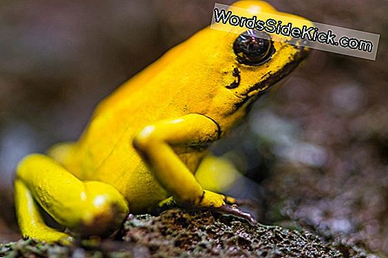 Giftige 'Golden Frog' Ontdekt