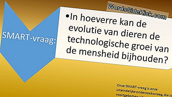 Termietgevechten Kunnen De Evolutie Van Sociale Insecten Verklaren