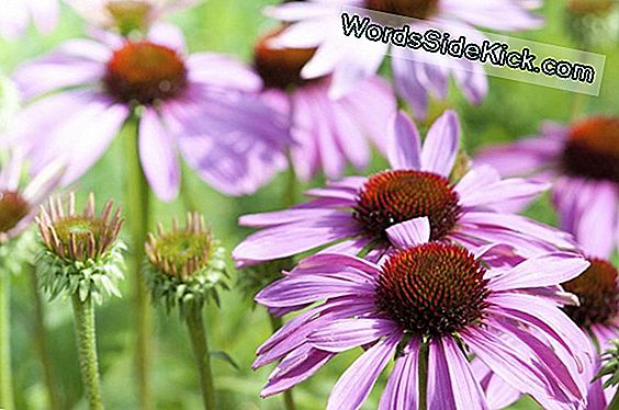 Echinacea Discredited As A Cold Treatment, Research Vindt
