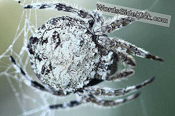 Spider Silk Kan Menselijke Ligamenten Repareren