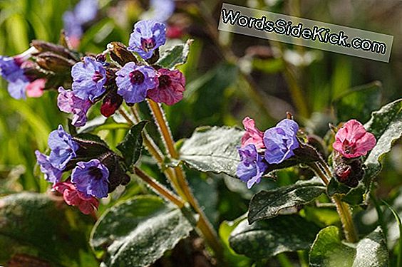 Bloemen Kunnen Worden Uitgestorven Voordat Ze Zelfs Worden Ontdekt