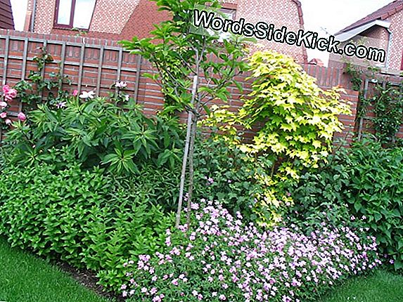 Hoe Planten Eenjarig Worden Versus Vaste Planten