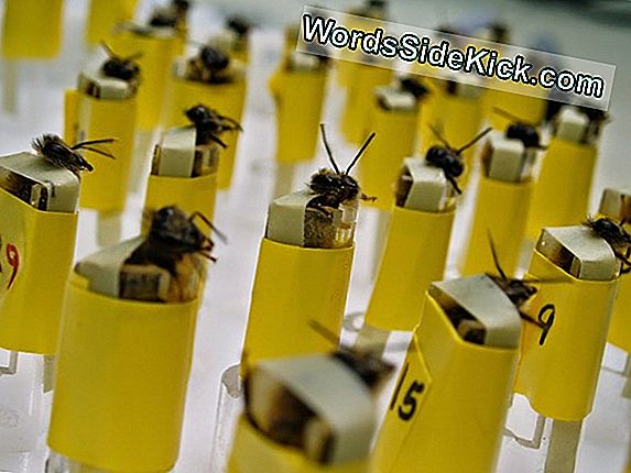 Bijen Opgeleid Als Bommen Sniffers