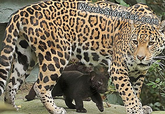 Jaguar Cub Verleidt Mama Om Te Spelen