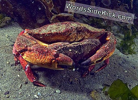 Animal Sex: How Crabs Do It