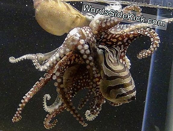 Rare Kissing Octopus Onthuld Voor De Eerste Keer