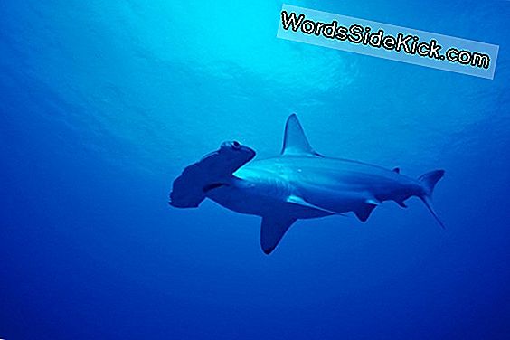 Haaien Gedijen In Beschermde Wateren Van Fiji