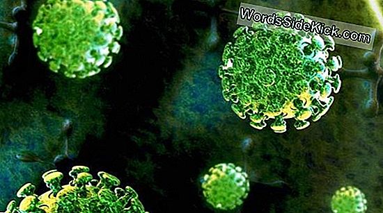 Oorsprong Van Mers-Virus Gevonden In Vleermuizen