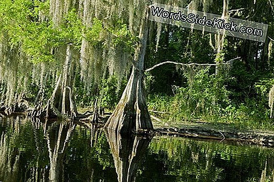 De Mangrovebossen In Florida Breiden Uit Met Klimaatverandering