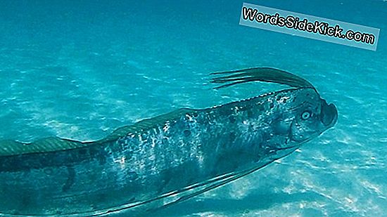 Giant Oarfish Ontleed! Wormen, Eieren Binnenin Gevonden