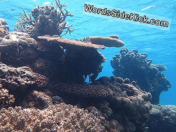 Great Barrier Reef: Feiten, Locatie En Dieren