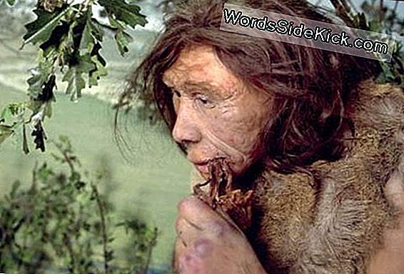 Zou Een Draagmoeder Het Neanderthaler Kind Kunnen Bevrijden?