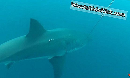 16-Voet Great White Shark Spotted Near Australian Beach