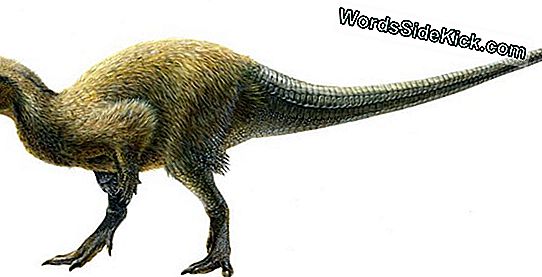 Nieuwe Pterosaurus-Soorten Met Intacte Schedel Ontdekt In Patagonië