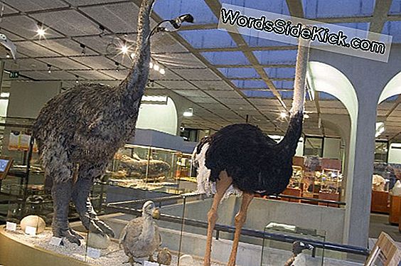 Dodo Bird Skeleton Onthult Lang Verloren Geheimen In 3D-Scan