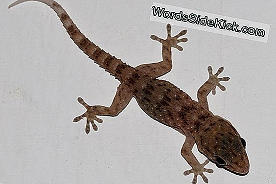 Gekko'S Plakkerig Geheim? Ze Hangen Bij Teenharen