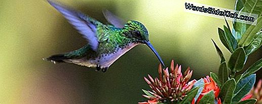 Kolibrie Evolutie Was Snel, Maar Vertraagt