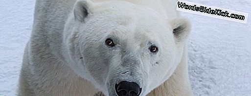 Polar Bears Op Google Maps! Street View Komt Naar De Noordpool